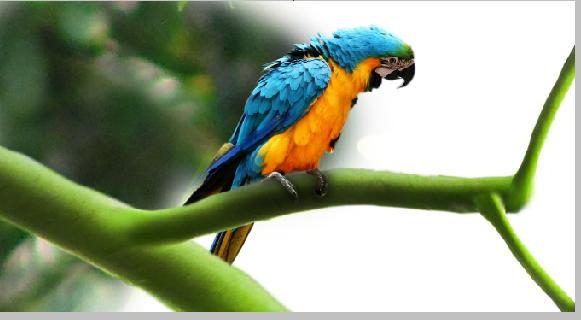 Creation of Naturaleza: Step 6